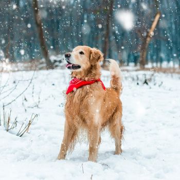 golden retriever walk at the snow in winter park