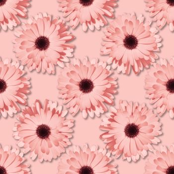 Pink Chamomile or gerbera seamless floral pattern. Summer flowers
