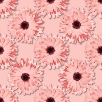 Pink Chamomile or gerbera seamless floral pattern. Summer flowers