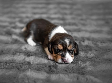 Cute newborn beagle puppy sleeping on grey veil, close-up