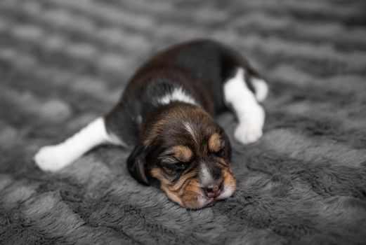 Cute newborn beagle puppy sleeping on grey veil, close-up