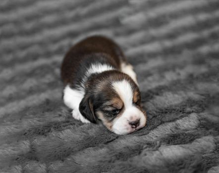 Cute newborn beagle puppy sleeping on grey veil, close-up