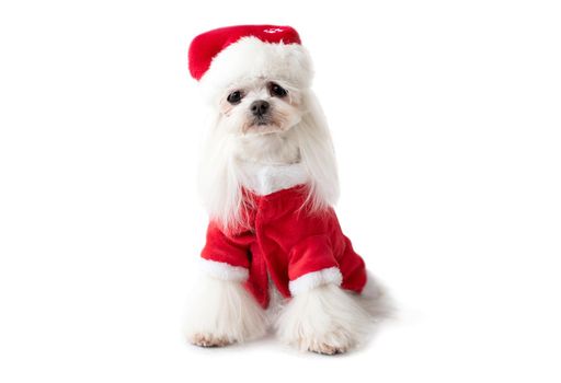 Maltese dog wearing red Christmas suit and hat looking at the camera isolated on white background