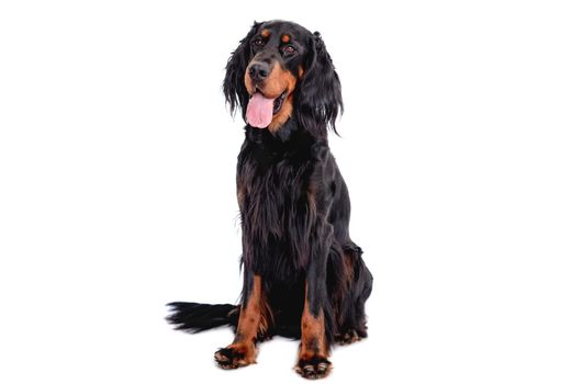 Scottish setter dog with tongue out sitting isolated on white background. Cute doggy portrait
