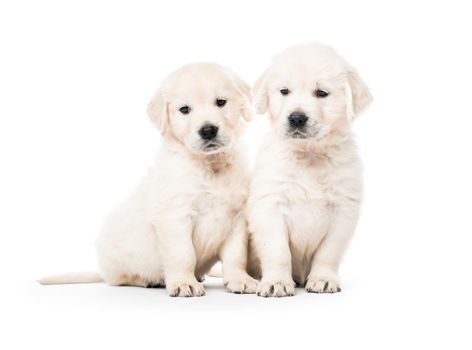 Cute two golden retriever puppies together isolated on white background