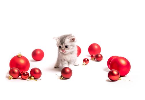 Small furry Scottish kitten with red balls isolated on whute background