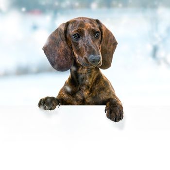 Dachshund With Blank Sign on outdoors in winter