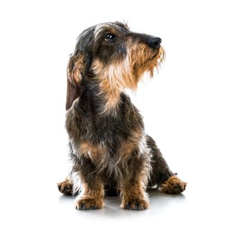 brown short hair dachshund dog on white