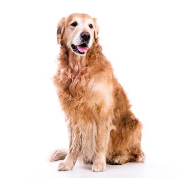 Beautiful dog sitting down - isolated over a white background