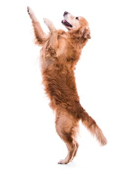 Cute dog jumping - isolated over a white backgorund