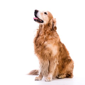 Beautiful dog sitting down - isolated over a white background