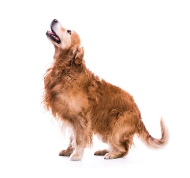 Beautiful dog sitting down - isolated over a white background