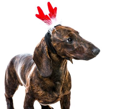 Dachshund in Santa costume on a white background close-up