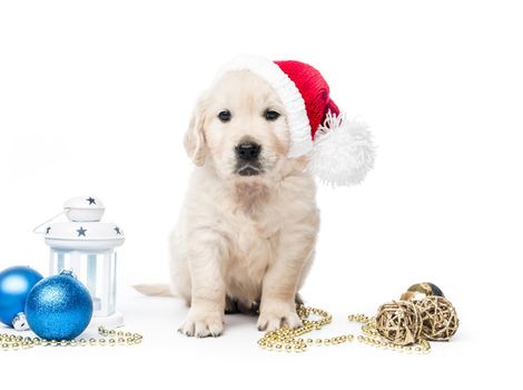 Golden retriever puppy with new year hat and decorations isolated on white background