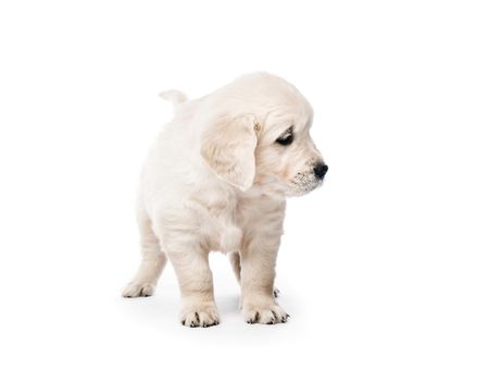 Little golden retriever puppy side view isolated on white background