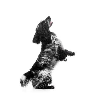 Cocker Spaniel puppy dog jump. white background