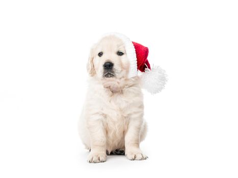 Cute golden retriever puppy with new year Santa hat isolated on white background