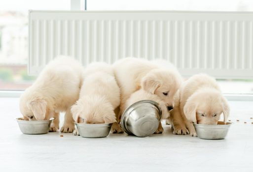 Cute retriever puppies eating from bowls at home