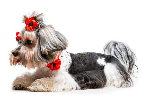Young lovely male of the Yorkshire Terrier isolated on white background
