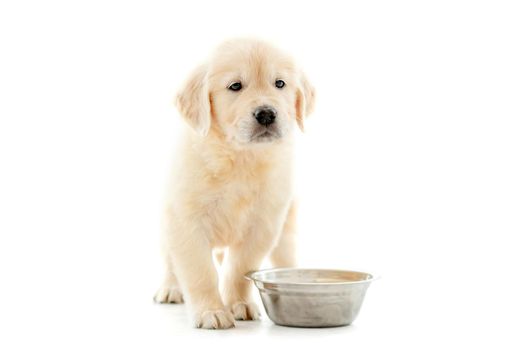 Cute golden retriever puppy sitting near bowl and waiting food isolated on white background