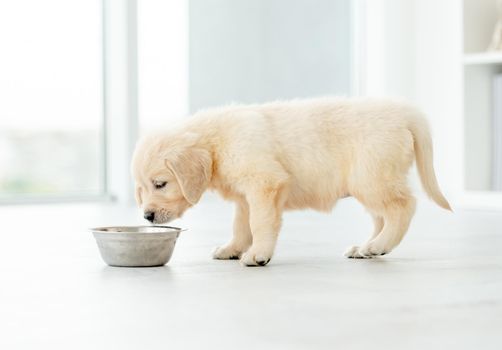 Funny retriever puppy eating from bowl