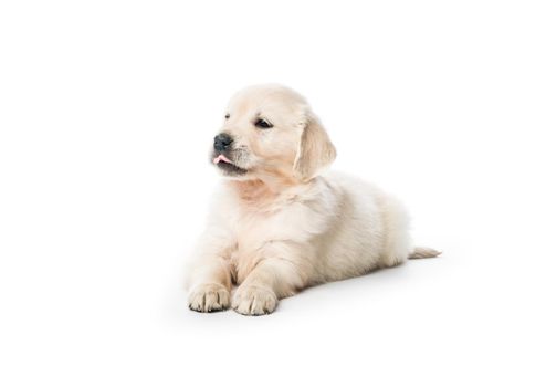 Cute little golden retriever puppy sitting isolated on white background