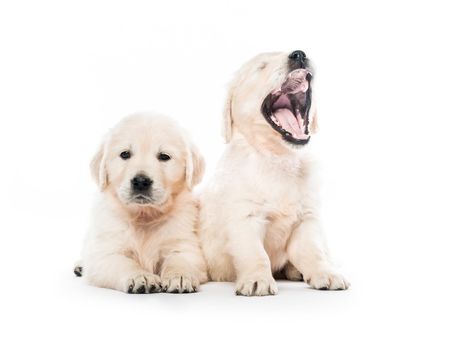 Cute two golden retriever puppies together isolated on white background