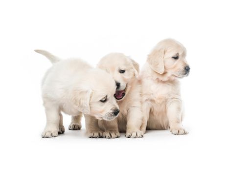 Emotional behaviour of golden retriever puppies sitting isolated on white background