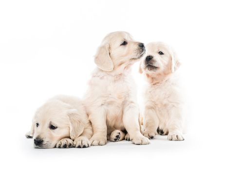 Emotional behaviour of golden retriever puppies sitting isolated on white background