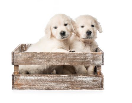 Cute four funny golden retriever puppies in basket isolated on white background