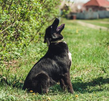 Cute black alert mongrel dog sitting alone in the grass