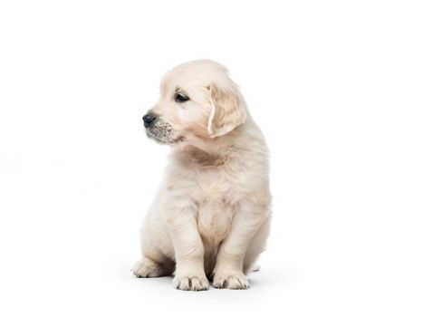 Cute little golden retriever puppy sitting isolated on white background