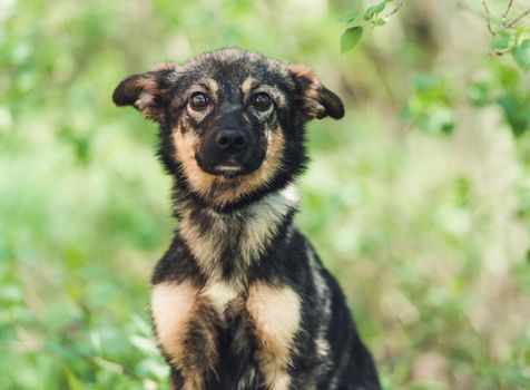 Cute black alert mongrel dog in the grass