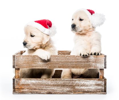 Cute funny golden retriever puppies with new year Santa hats in basket isolated on white background