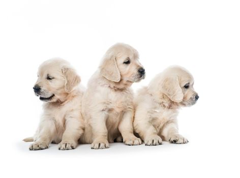 Emotional behaviour of golden retriever puppies sitting isolated on white background