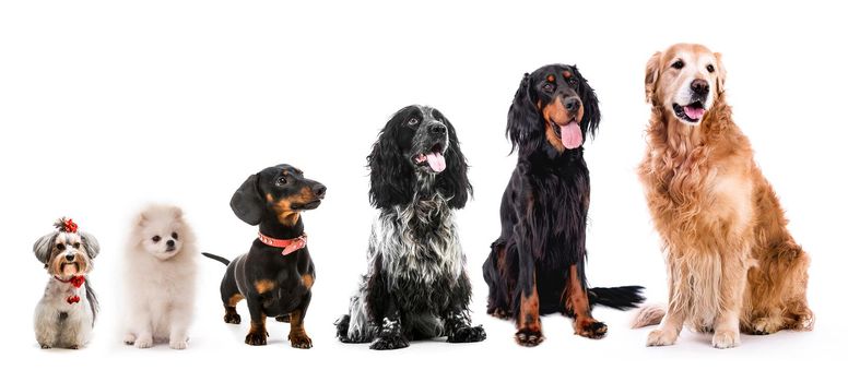 Collage of different size cute fluffy dogs looking on camera isolated on white background