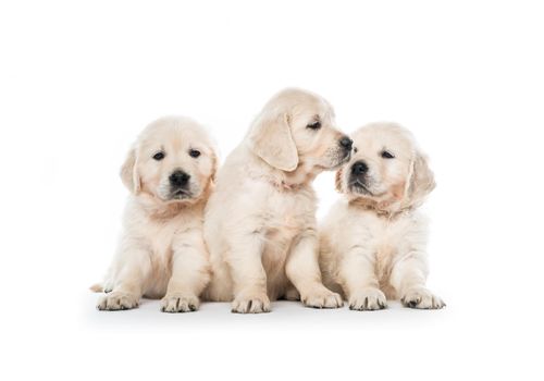 Emotional behaviour of golden retriever puppies sitting isolated on white background