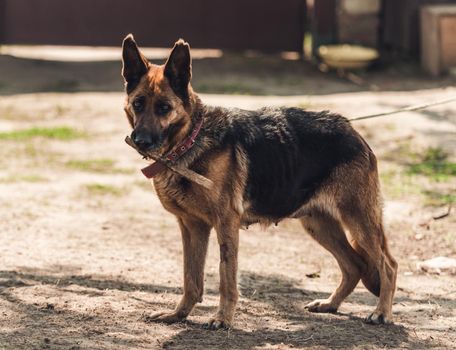 Adorable adult german shepherd with stick in its jaws at house yard