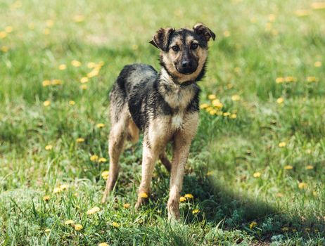 Cute black alert mongrel dog in the grass