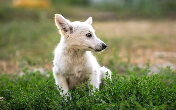 non-pedigree dog on the grass in a summer day