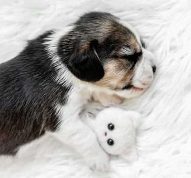 Little puppy of purebred beagle, sleeping in room