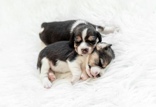 Newborn beagle puppies sleep on white background