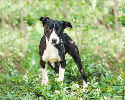 Cute slim doggy is very careful when seeing humans in local garden