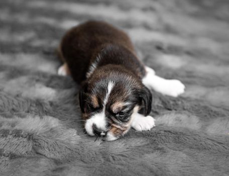 Cute newborn beagle puppy sleeping on grey veil, close-up