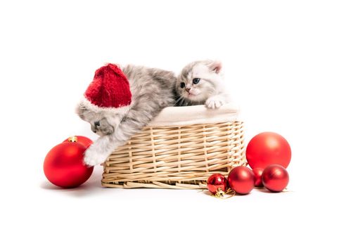 Cute Scottish kittens with new year hats in basket isolated on white background