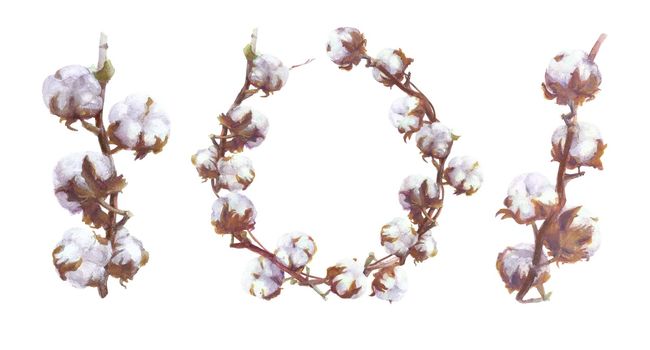 Cotton Bolls Watercolor Branch and Wreath Painting. Handdrawn Botanical Set