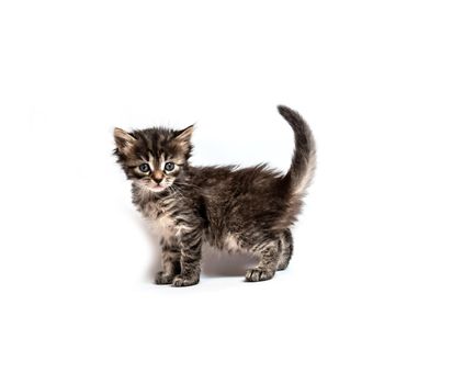 Little fluffy striped kitten isolated on white background