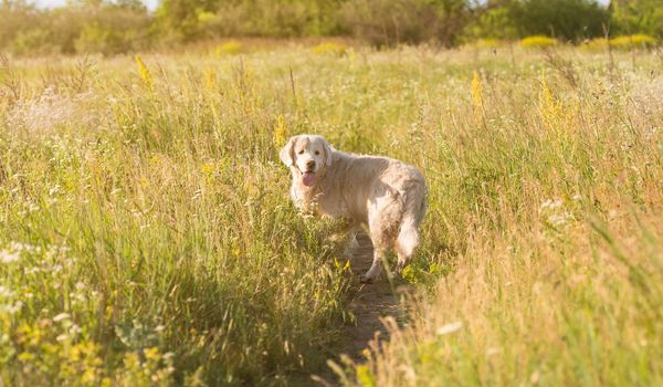 golden retriever walking in a meadow on a sunny day