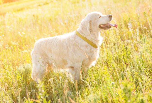 golden retriever walking in a meadow on a sunny day