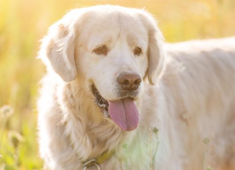 portrait of a golden retriever in a meadow on a sunny day